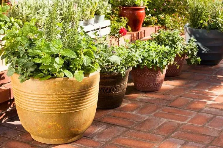How to choose the right shallow container for your plants