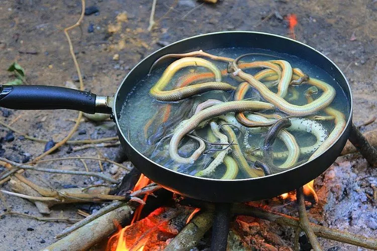 How to cook a venomous snake
