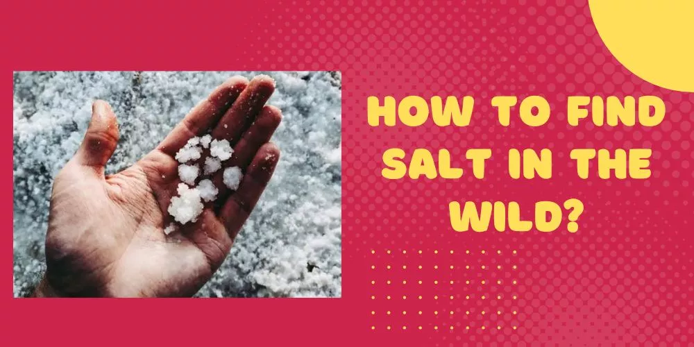 How to find salt in the wild