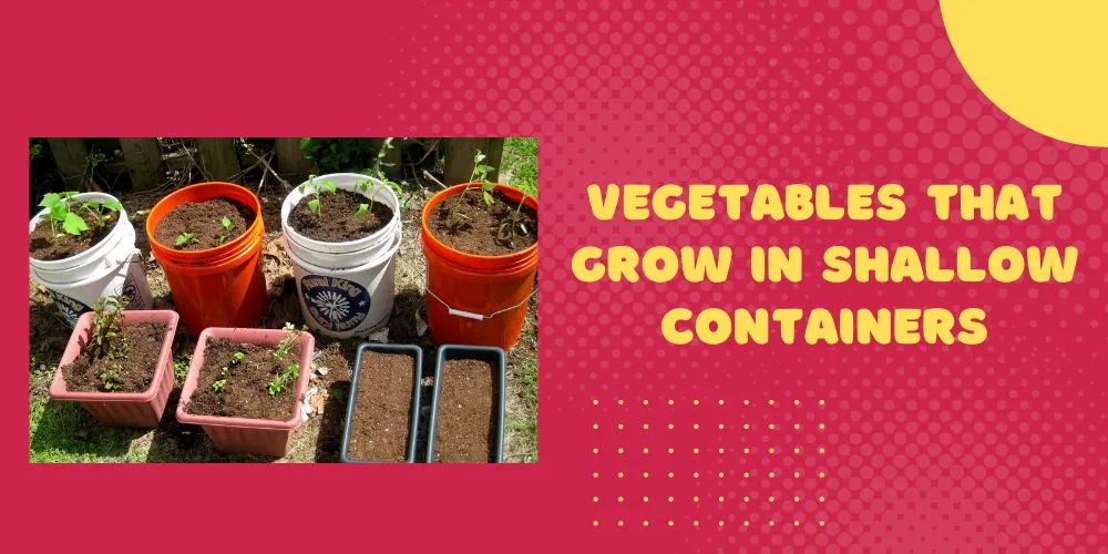 Vegetables that grow in shallow containers