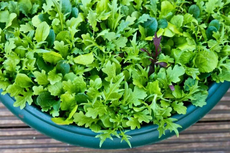 Vegetables that grow in shallow containers
