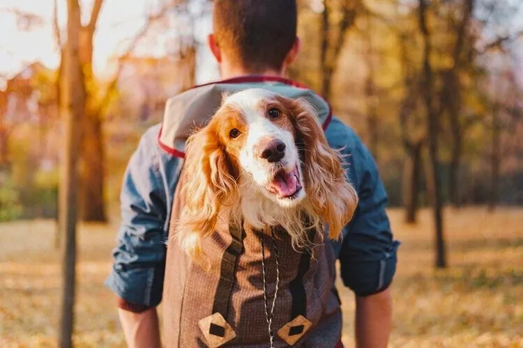 Upcycling Your Backpack Into a Pet Carrier