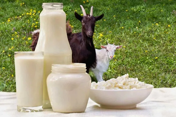 How long does goat milk last out of the fridge