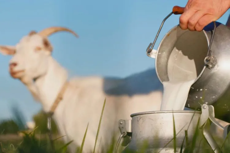 How long does goat milk last