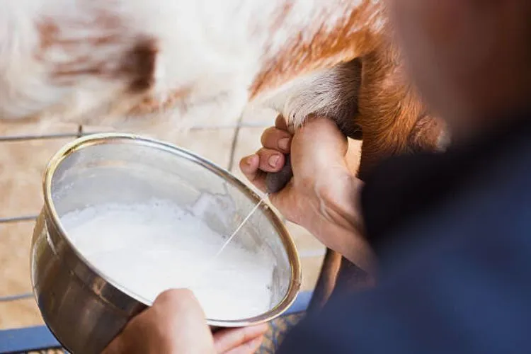 How to increase the shelf life of goat milk