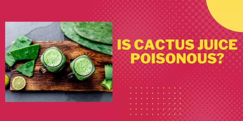 Is cactus juice poisonous