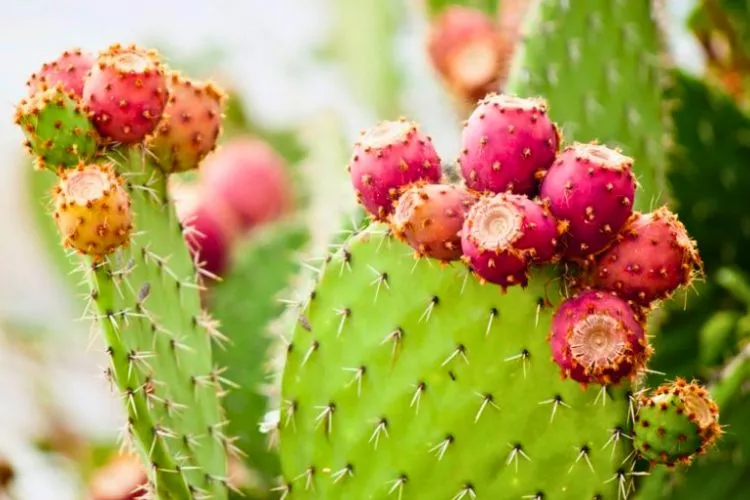 Which cacti are safe to drink from