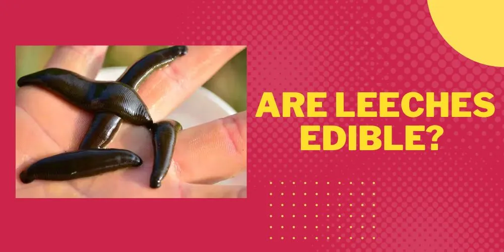 Are Leeches Edible