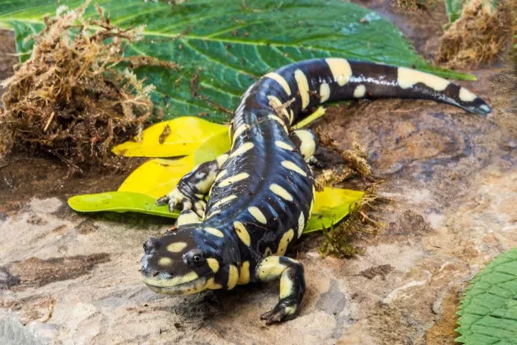 Can you eat salamanders