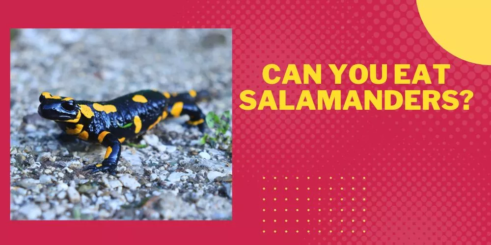 Can you eat salamanders