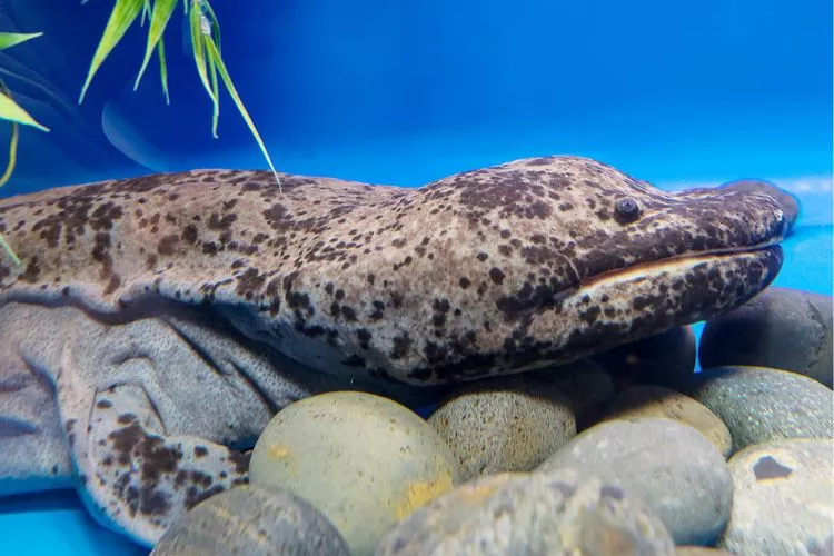 Is it illegal to eat giant salamanders