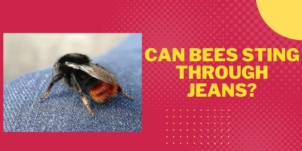 Can bees sting through jeans