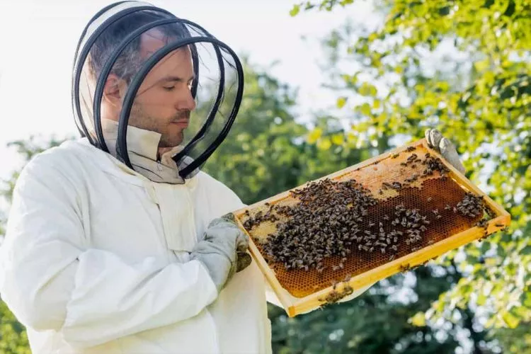 Choosing the Right Clothing for Beekeeping and Gardening