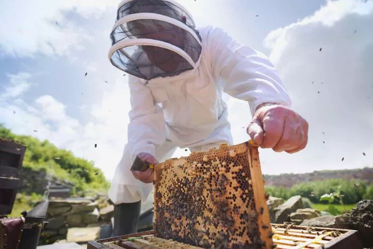 Clothing Materials to Avoid When Working with Bees