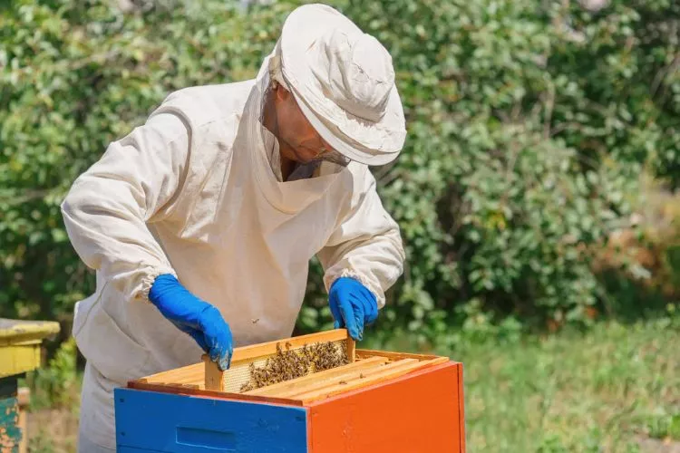 What to Wear When Working with Bees