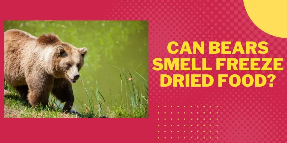 Can Bears Smell Freeze Dried Food