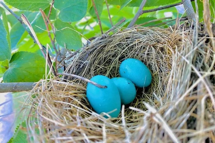 How to Collect and Eat Wild Bird Eggs